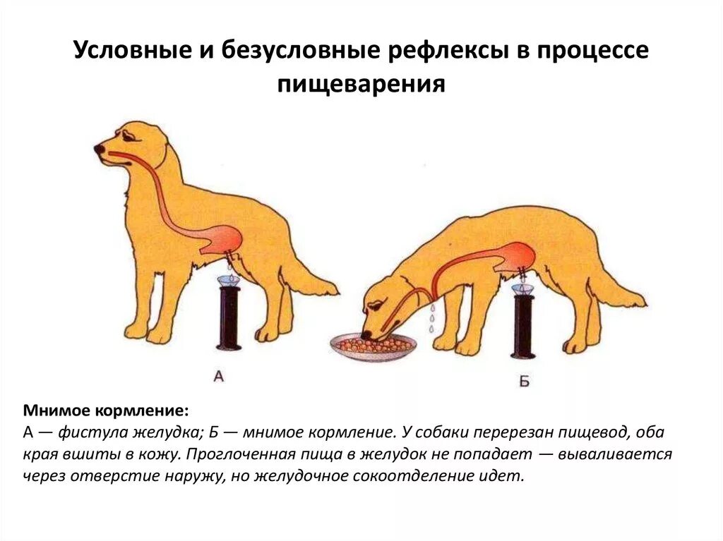 Ответные реакции безусловных рефлексов