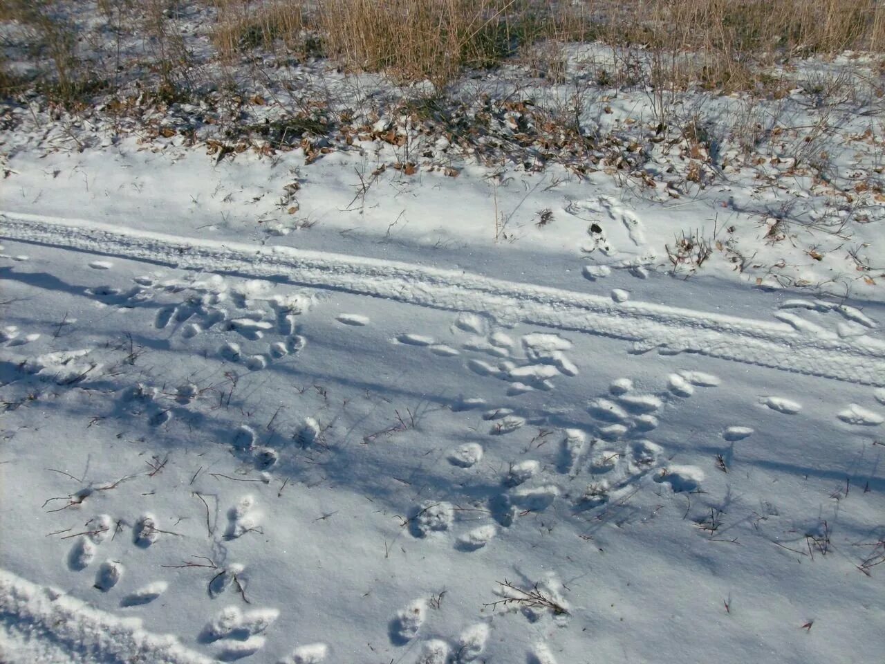 Следы зайца русака. Следы зайца беляка на снегу. Следы зайца беляка. Заячьи следы на снегу.