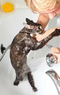 Чем мыть кошачий