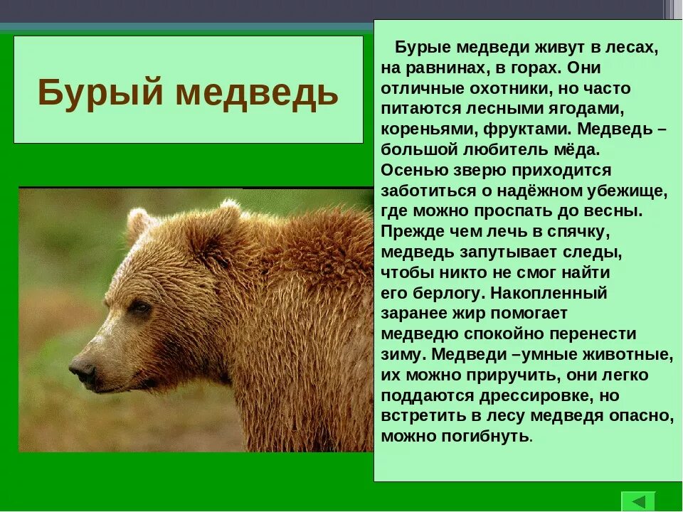 Звери описание кратко. Бурый медведь красная книга России. Бурый медведь описание. Бурый медведь красная книга. Бурый медведь из красной книги.