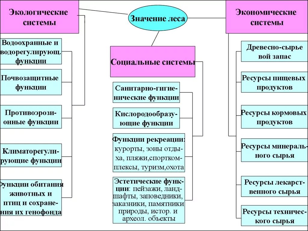 Окружающее значить. Экологические функции лесов. Функции леса. Экологические функции леса схема. Экономическая функция леса.