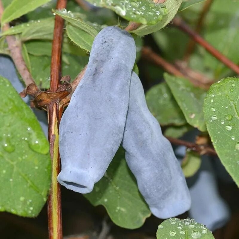 жимолость сорт великан. жимолость съедобная югана. жимолость дочь великана описание. жимолость дочь великана описание. жимолость бакчарский великан.