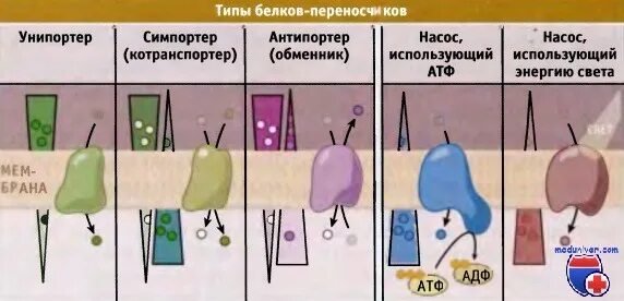 Виды белков переносчиков. Белки каналы. Белки каналы и белки переносчики. Белки переносчики виды. Типы белков переносчиков.