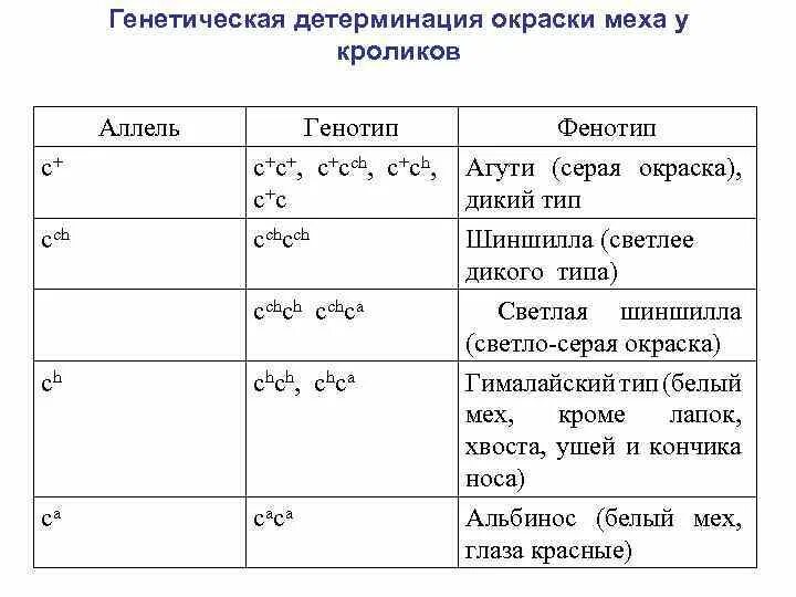 Кролики агути генотип. Генетическая детерминация. Множественный аллелизм окраска шерсти у кроликов.