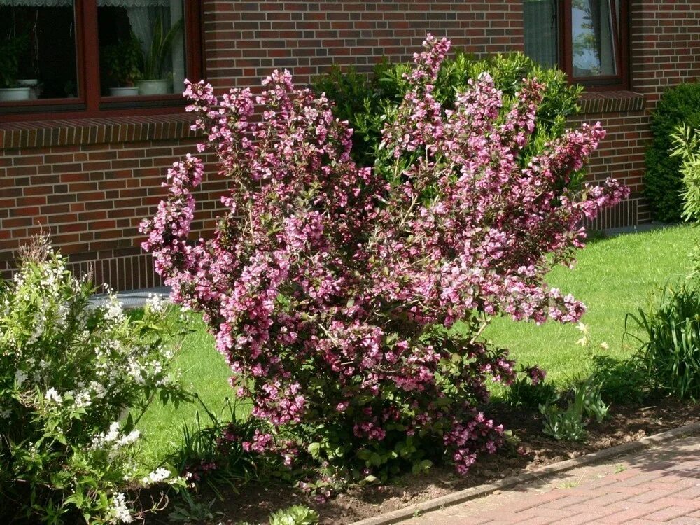 Вейгела Цветущая (Weigela Florida). Куст вейгела.