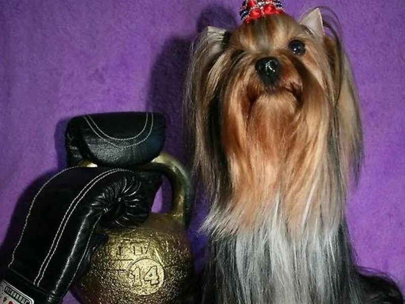 йоркширский терьер стрижки. окрашивание йорка. йекштерьерский терьер. владивосток йорк. ершистый терьер.