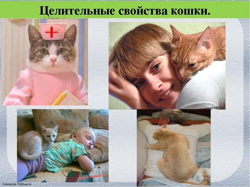 Действие кота если сема вопит котоняня. Кошки лечат. Кошка лечит человека. Кошки лекари. Фелинотерапия.