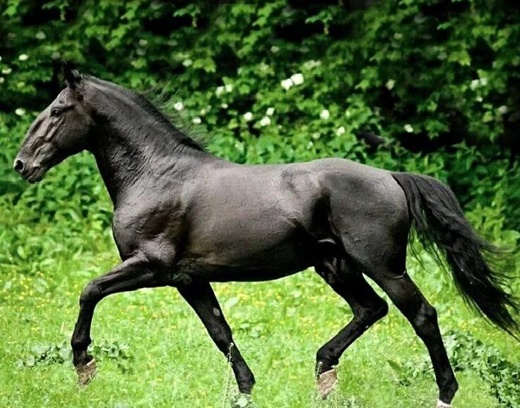 Кладрубская лошадь. Кладрубская порода лошадей. Вороная кладрубская лошадь. Кладрубская лошадь серая. Чешская порода лошадей старокладрубская.