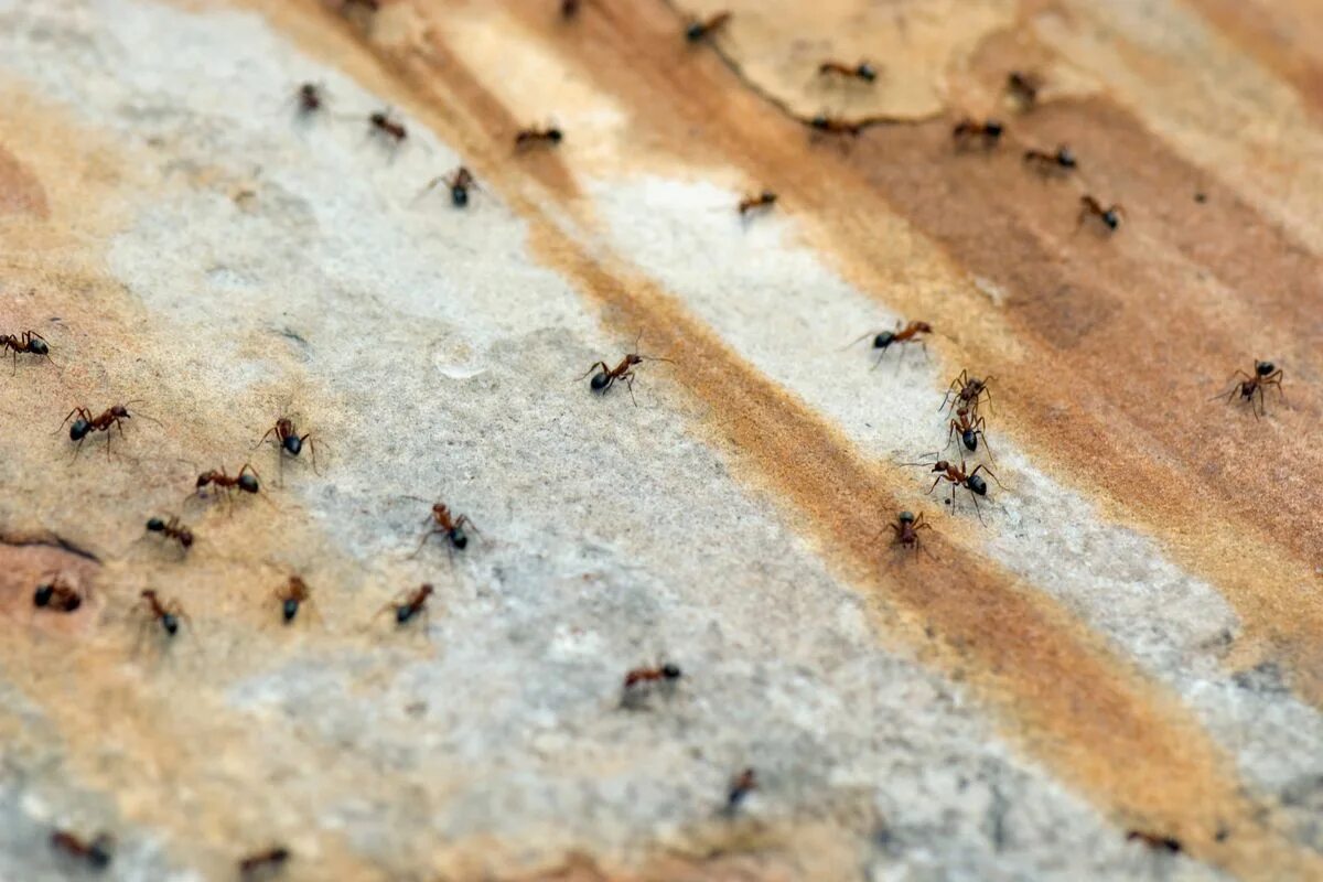 Заболевшие муравьи. Дорожка муравьев. Домашние муравьи. Мураши насекомые в квартире. Дорожки от муравьев.