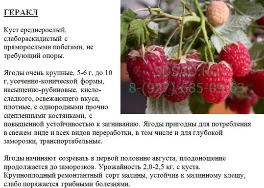 Малина Геракл: описание сорта и характеристики, посадка и уход, отзывы с фото