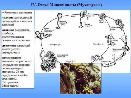 Отдел спора