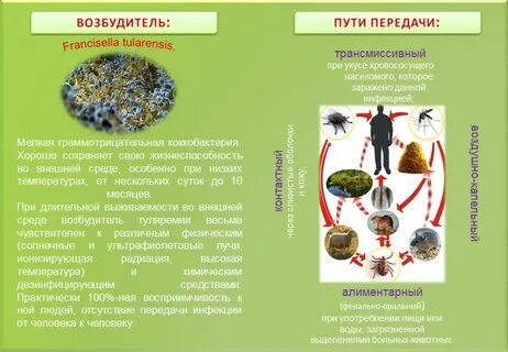 Переносчики туляремии являются