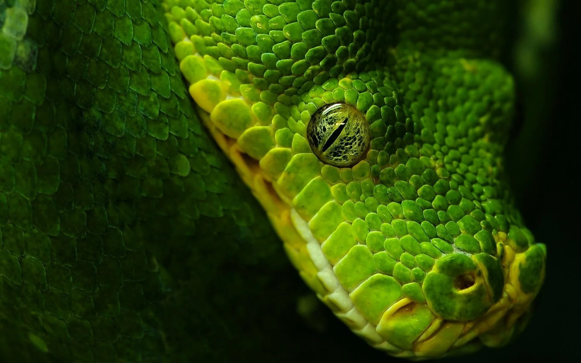 Собакоголовый питон. Зеленая Анаконда чешуя. Кустарниковая гадюка (Atheris. Собакоголовый удав.