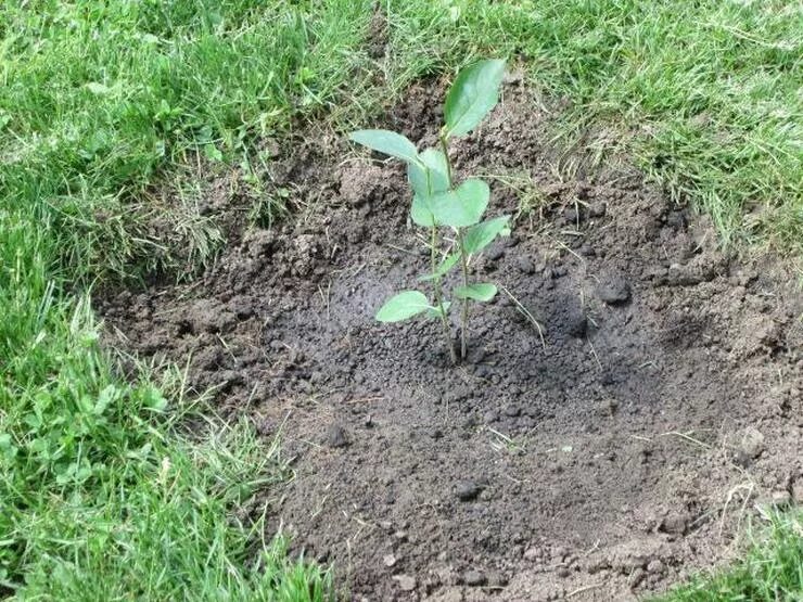 Арония черноплодная куст осень. Как сажать рябину. Арония черноплодная посадка. Черноплодная рябина кустарник. Рябина черноплодная хугин.