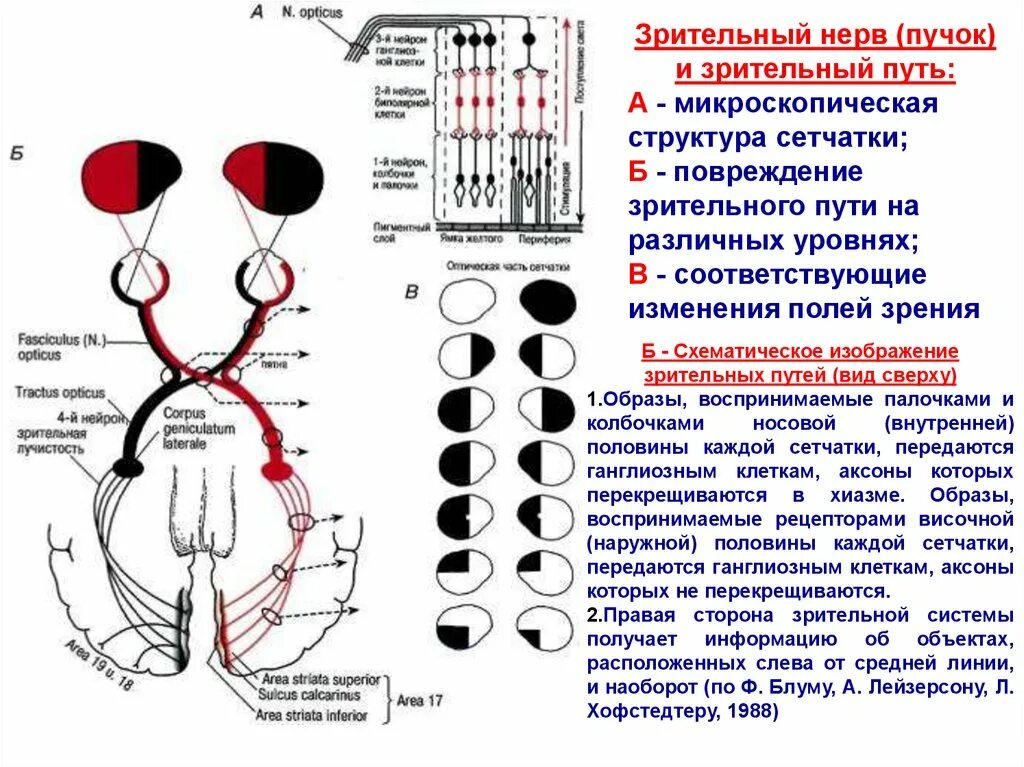 Размеры зрительных нервов. Анатомия зрительного нерва неврология. Зрительный нерв физиология. Поражение хиазмы зрительного нерва симптомы. Зрительный нерв анатомия Нейроны.