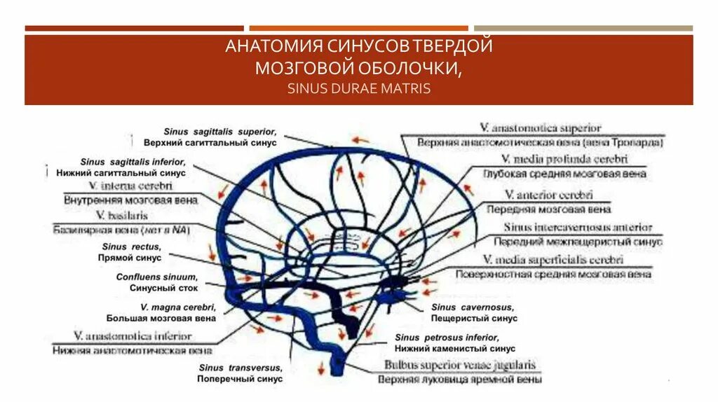 Отток головного мозга. Венозные синусы головного мозга. Венозные синусы головного мозга анатомия. Венозные пазухи твердой мозговой оболочки. Вены головного мозга венозные синусы твердой мозговой оболочки.