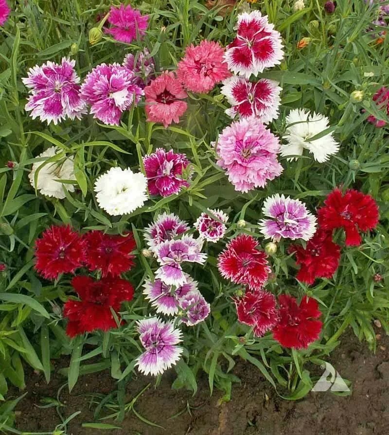 Гвоздика китайская микс. Гвоздика перистая Балатон. Dianthus chinensis гвоздика китайская. Гвоздика китайская махровая микс. Выращивание гвоздики перистой