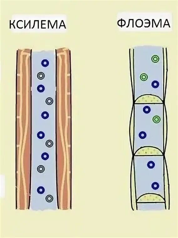 Восходящий и нисходящий ток. Ткани растений Ксилема флоэма. Строение ксилемы и флоэмы. Флоэма у растений. Проводящая ткань растений Ксилема и флоэма.