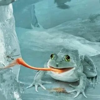Что ест зимой жаба