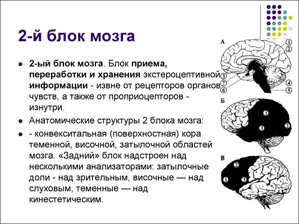 Нарушения блоков мозга. 2 Блок мозга по Лурия. Блок приема переработки и хранения экстероцептивной информации. Нейропсихология функции 2 блока мозга. Структура 2 блока мозга.