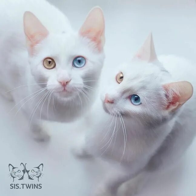 Twin cats. Twin cats. Кошки близняшки. Турецкая ангора разноглазая. Twin cats.