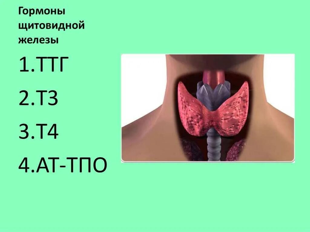 Функции тиреоидных гормонов щитовидной железы. Гормоны щитовидной Жедле-ЗЫ. Гормоны пщитовиднойжелезы. Гормоны щитовидной железы TSH.