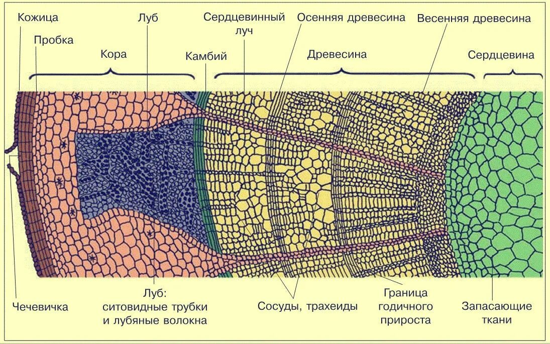 Камбий сосуды устьица древесинные волокна какое понятие. Внутреннее строение стебля древесина. Внутреннее строение стебля поперечный срез. Строение стебля древесина Луб. Внутреннее строение стебля ЕГЭ биология.