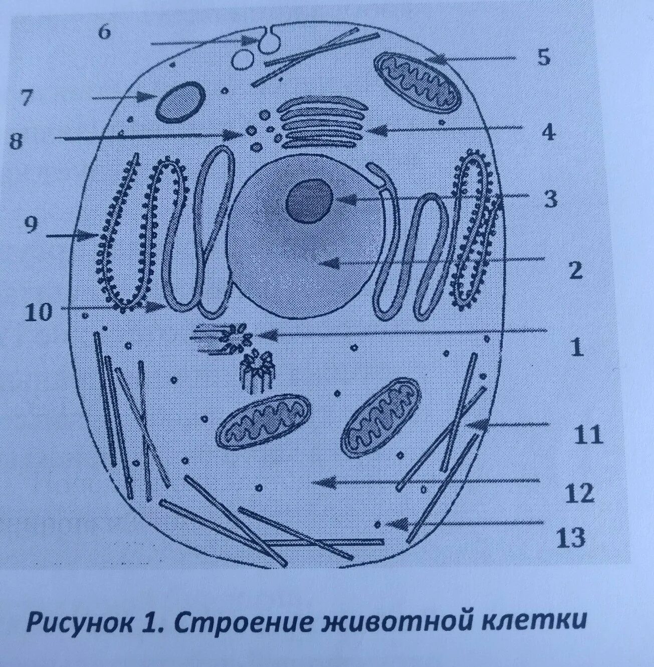 Схема клетка живая. Органоиды животной клетки схема. Строение животной клетки схематично. Схема строения животной клетки нарисовать. Строение животной клетки рисунок.