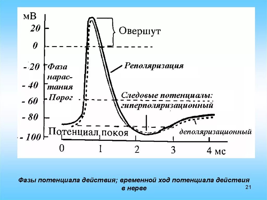 Характер изменения потенциала. Фазы потенциала действия овершут. Схема потенциала действия фазы. Фаза реверсии потенциала действия. Нарисуйте схему (график) мембранного потенциала возбудимой клетки..