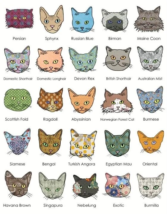 Buy small cat types in stock OFF-50