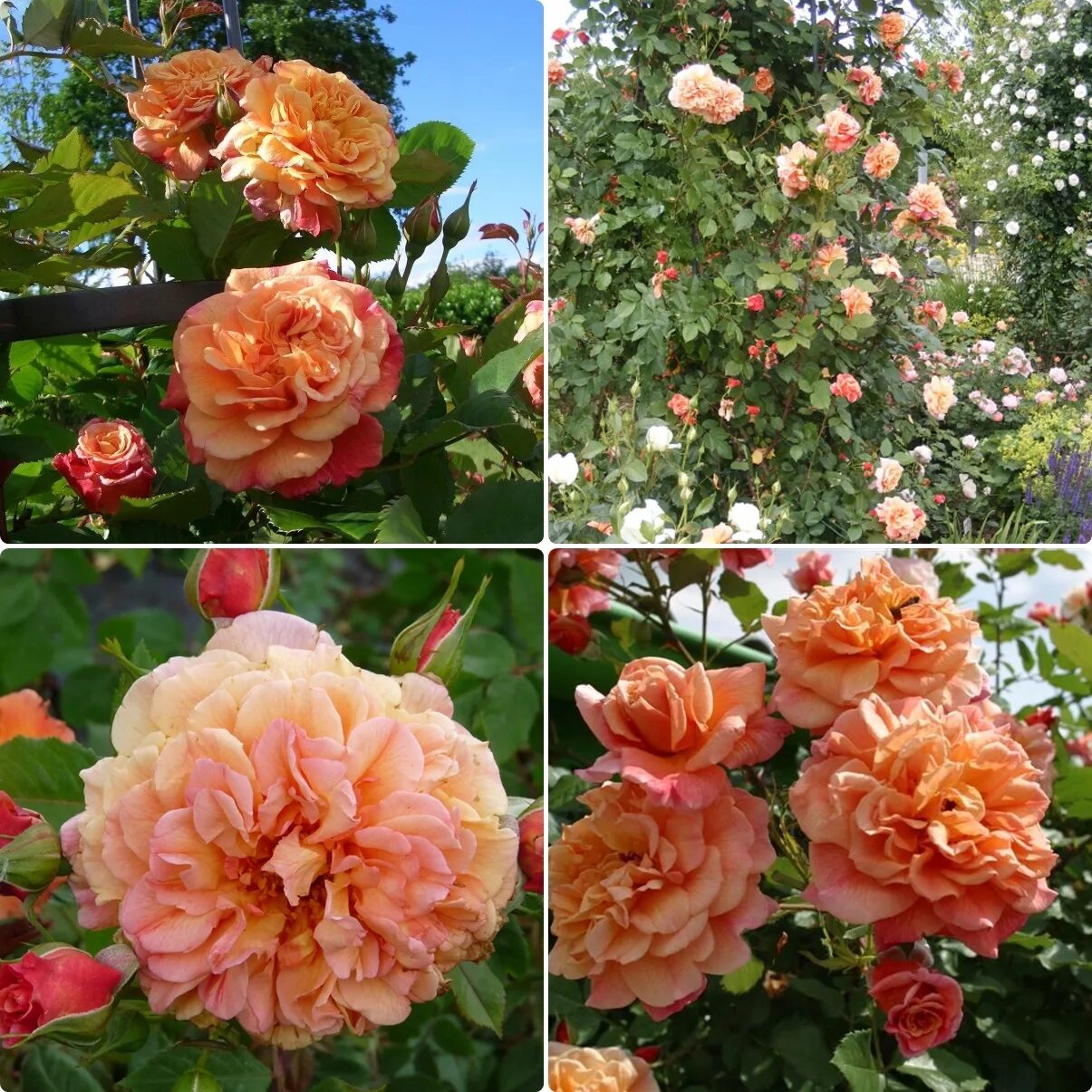 плетистые розы алоха. роза плетистая алоха. роза плетистая алоха алоха. плетистые розы алоха. Aloha роза плетистая.