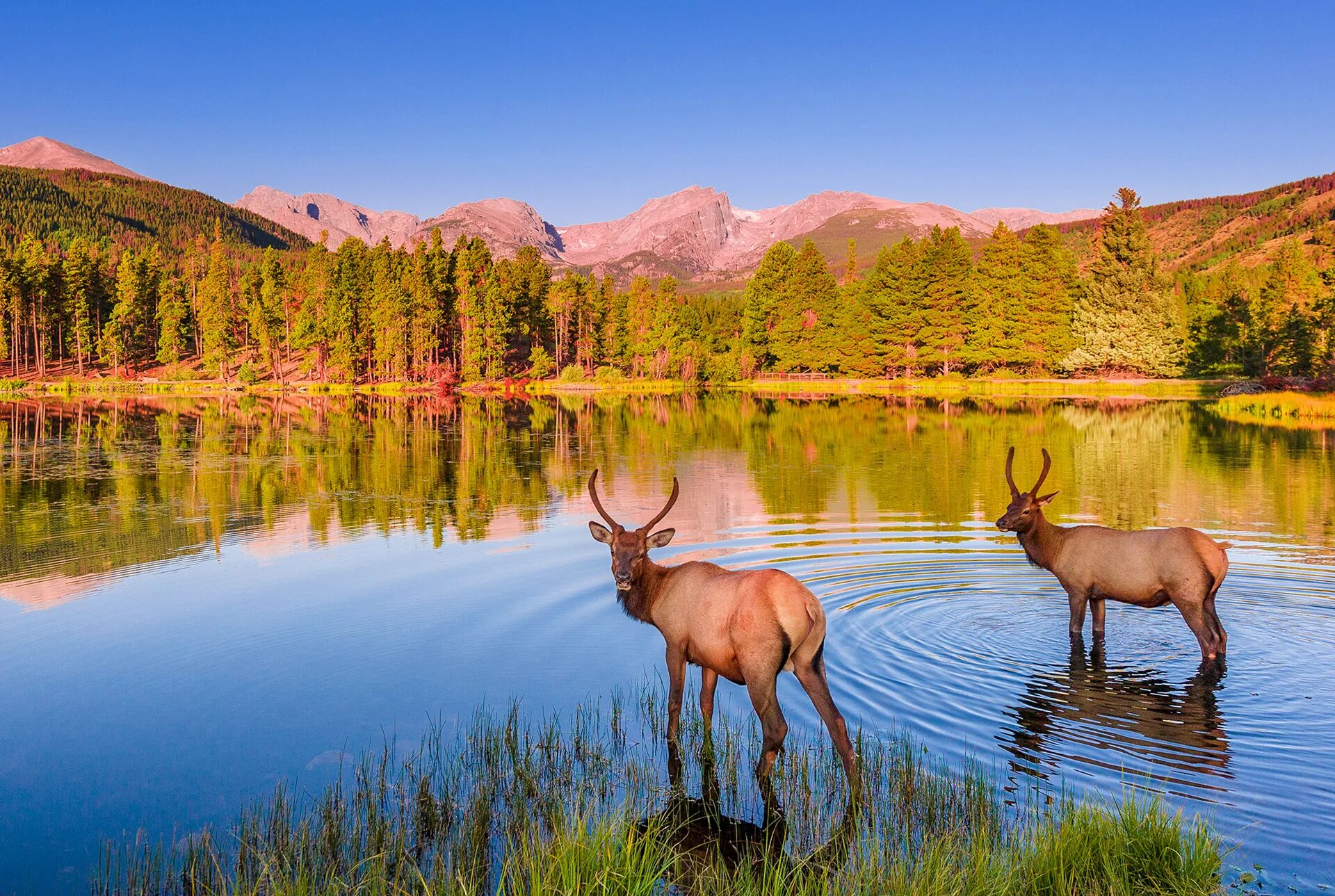 Природа этого региона удивляет. Рокки Маунтин национальный парк. Оленье озеро Канада. Маралы горный Алтай. Тункинский национальный парк олень.