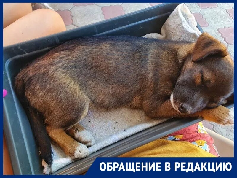 Сонник спас щенка. Хочу щенка. щенки спасают хаги-ваги.