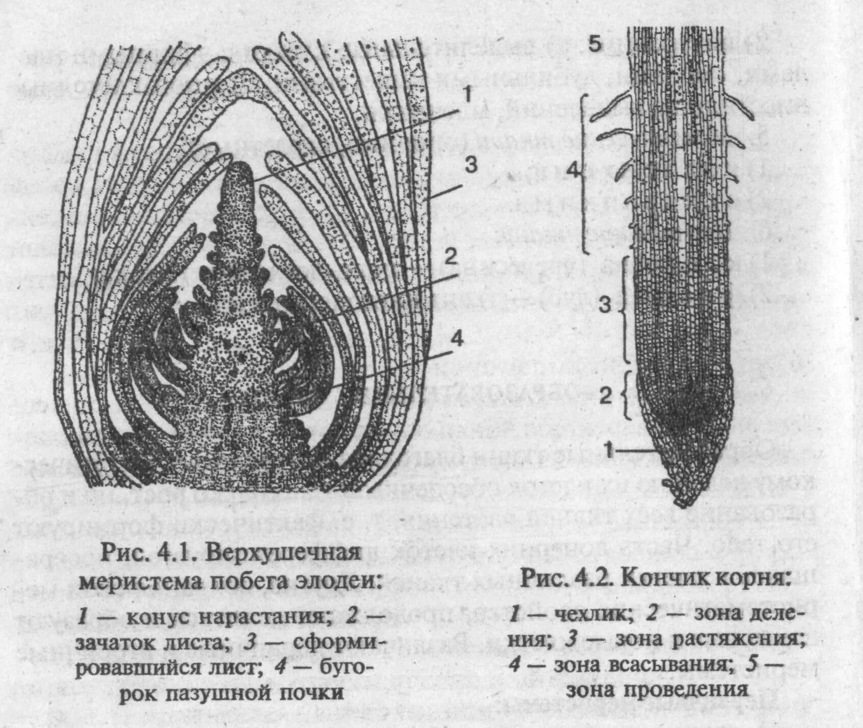 Зона нарастания. Апикальная меристема. Верхушечная меристема корня. Верхушечная меристема побега элодеи.