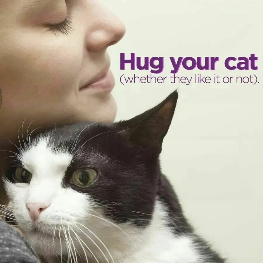 Hug your Cat Day. National hug your Cat Day. 5 Предложений о hug your Cat Day. Your_Cat. This your cat