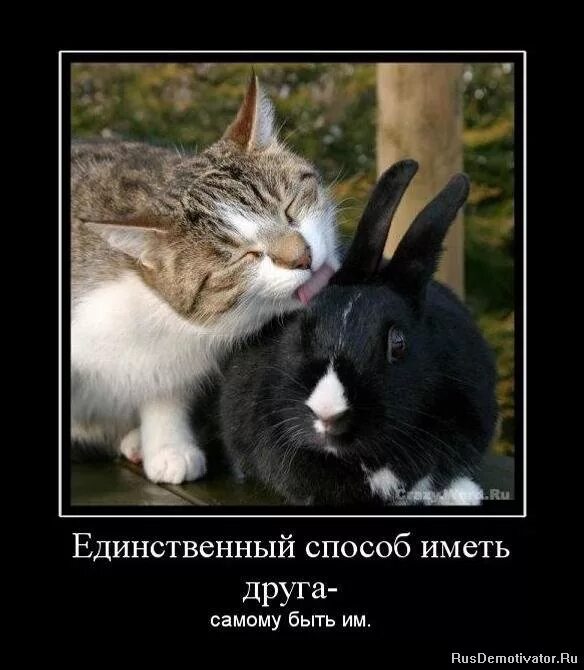 любите себя цитаты. ральф уолдо эмерсон. лучший способ избавиться от дракона это иметь своего собственного. единственный способ избавиться от дракона это. мудрые мысли.