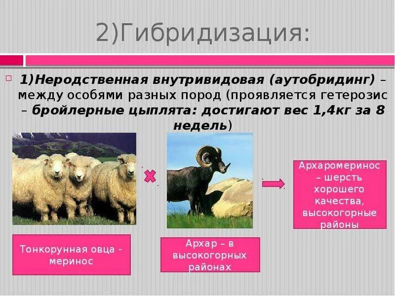 Примеры отдаленной гибридизации животных. Гетерозис метод селекции. метод гибридизации в селекции животных. селекцияживтоных тонкокурые овцы. инбридинг и аутбридинг в селекции животных.