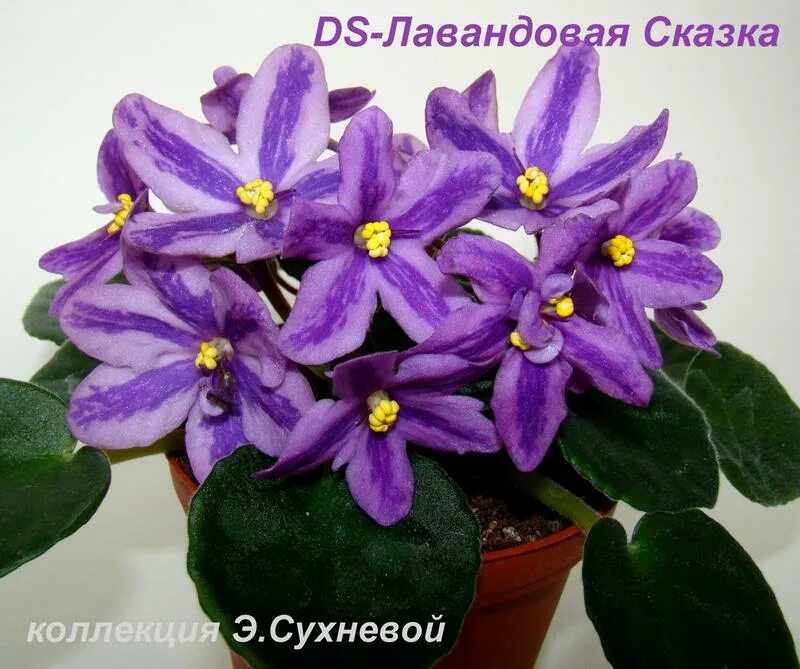Лавандовая сказка фиалка фото