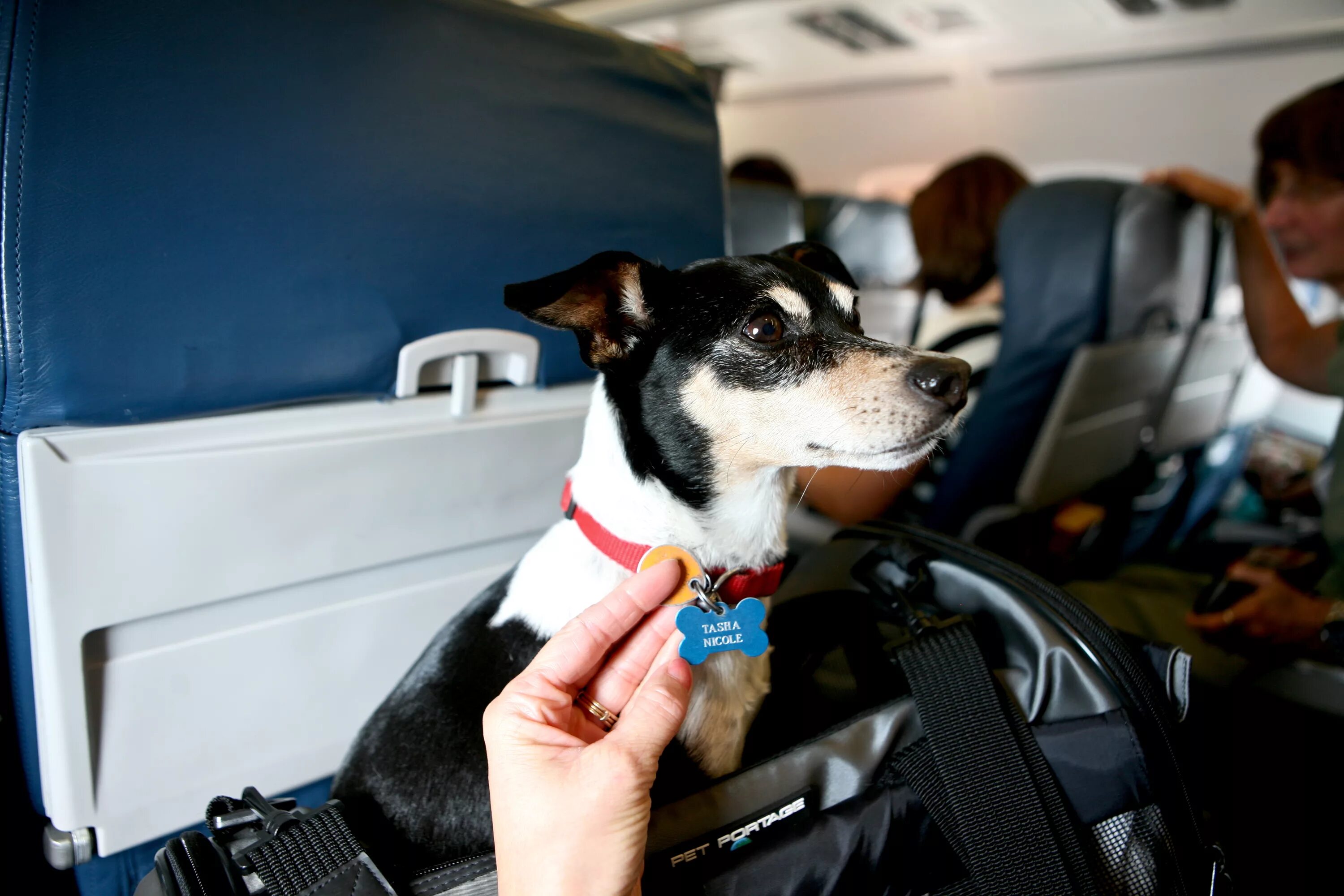 В самолет можно кот. Собака в самолете. Авиаперевозка животных. Животные в салоне самолета. Собака в салоне самолета.