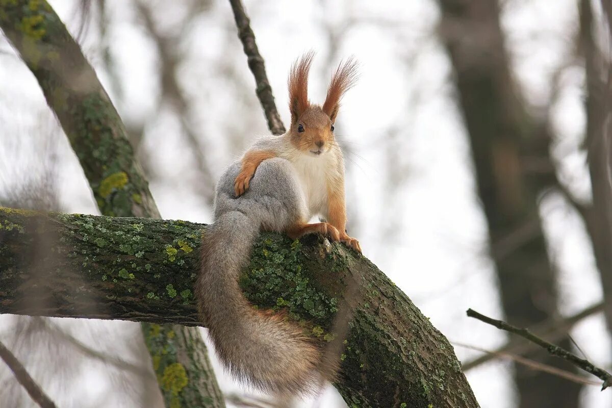орехи для белки. задания про белку. лесная белка описание. бельчонок как пишется. зашифрованное слово в буквах белка.