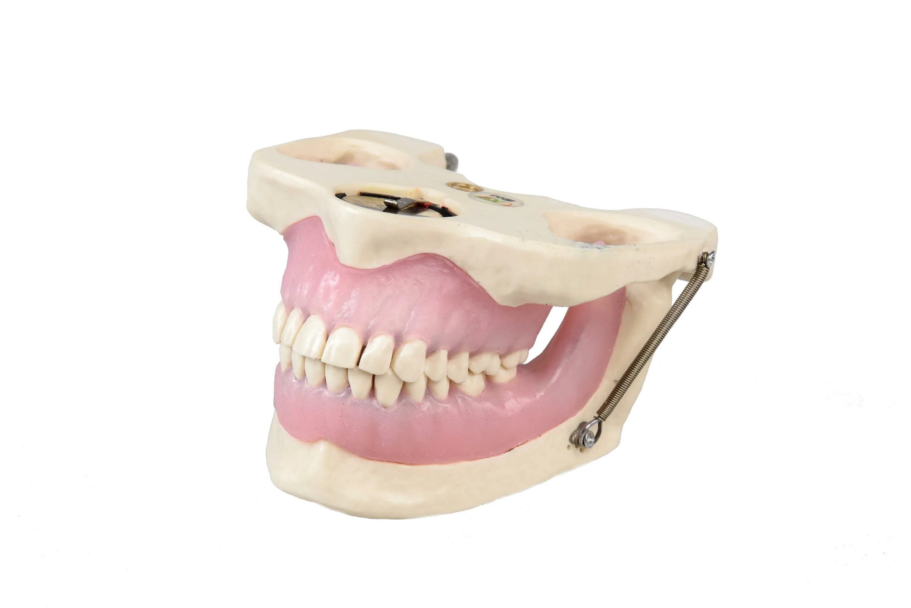 Модель челюсти. Муляж челюсти. Макет челюсти для стоматологии.