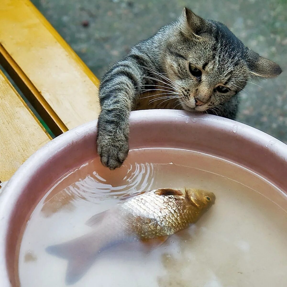 Едят ли коты рыбу. Кошка ест рыбу. кошка любит рыбу. кот крадет рыбу. кот с рыбой.