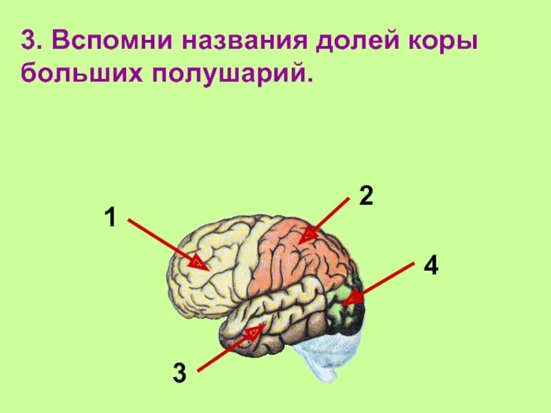 Большие полушария мозга задания. Строение мозга. Больших полушарий. Доли коры больших полушарий головного мозга.