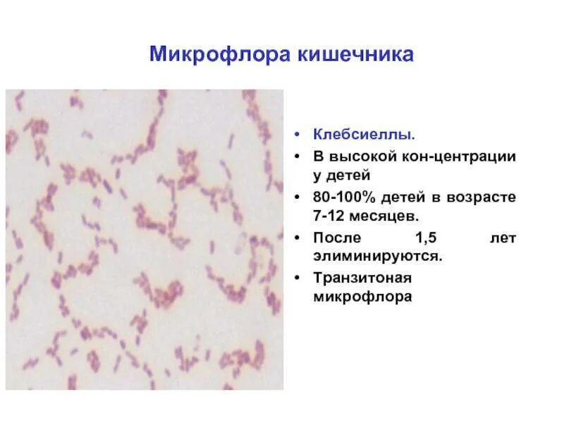 Чем лечить клебсиеллу