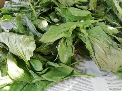 Подорожник отзывы