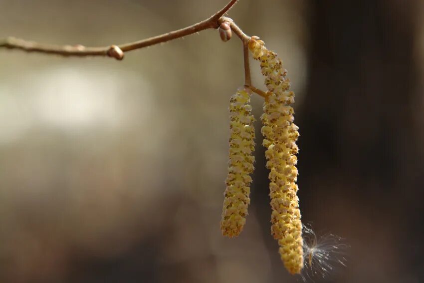 на березах появились золотые сережки. бруньки ольхи. день березы. на березах появились золотые сережки. на березах появились золотые сережки.