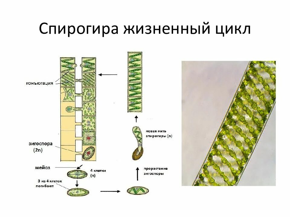 Нитчатые водоросли спирогира. Многоклеточная водоросль спирогира. Хлоропласт спирогиры. Спирогира зеленая нитчатая водоросль. Конъюгация водоросли спирогиры.