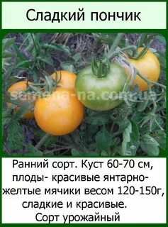 Томат сладкий характеристика и описание