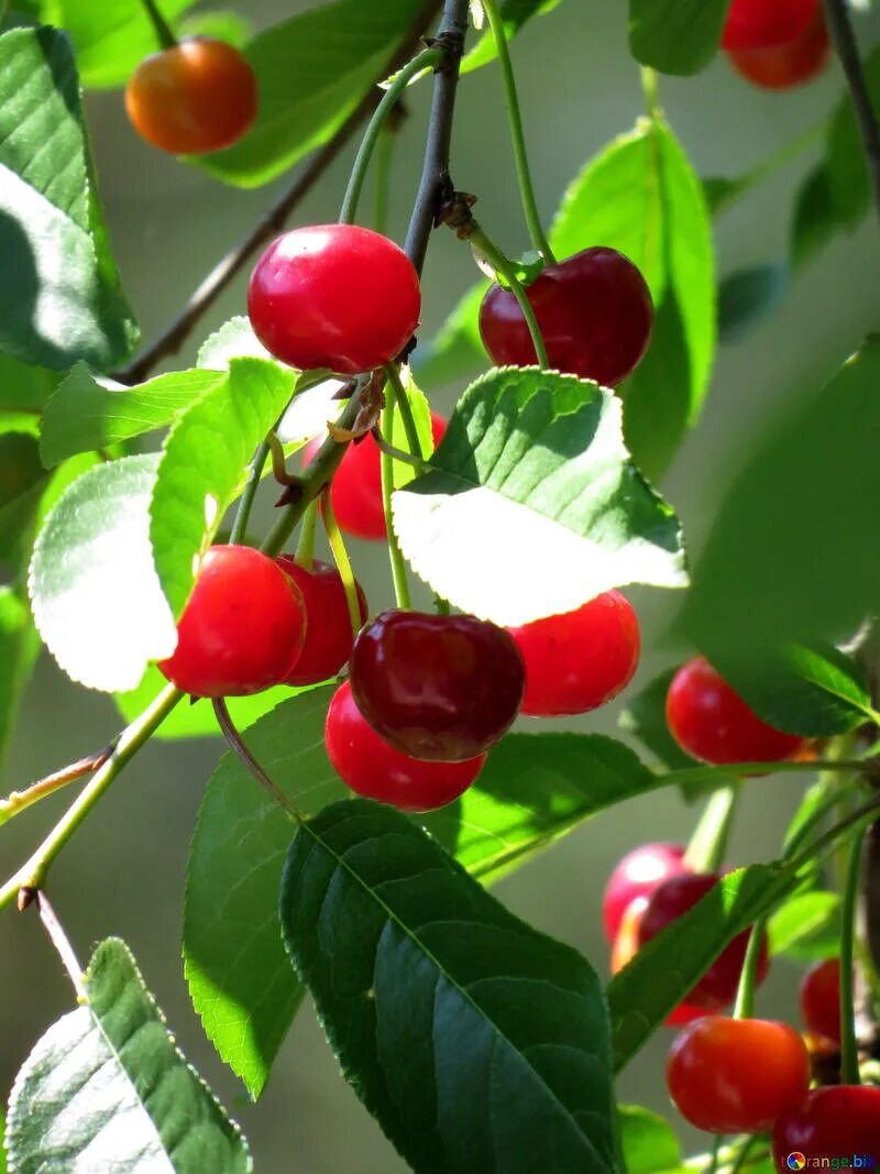 Prunus serrulata Kanzan auf Stamm, Japanische Nelkenkirsche, 180-190 cm + Dünger