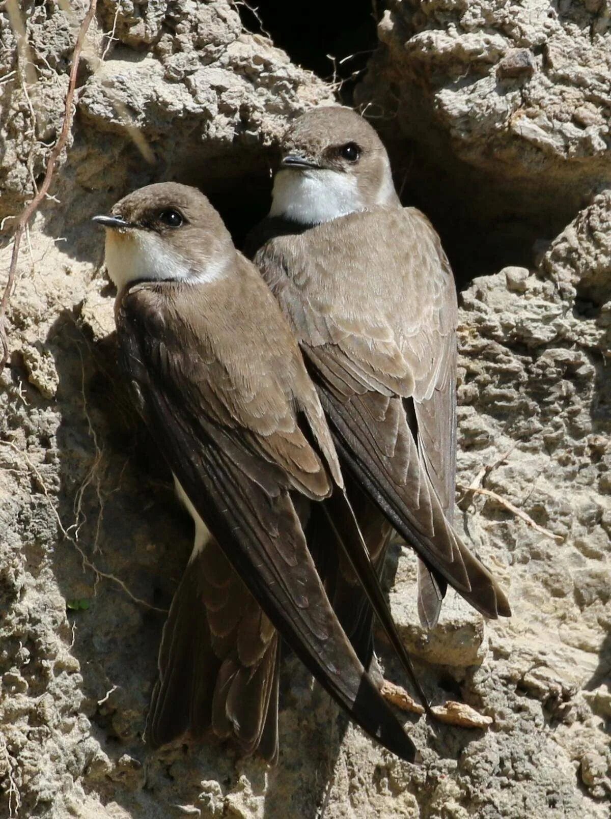 Береговушка птица гнездо. Ласточка береговушка и стриж. Береговушка. Ласточка береговушка. Береговушка (riparia riparia).